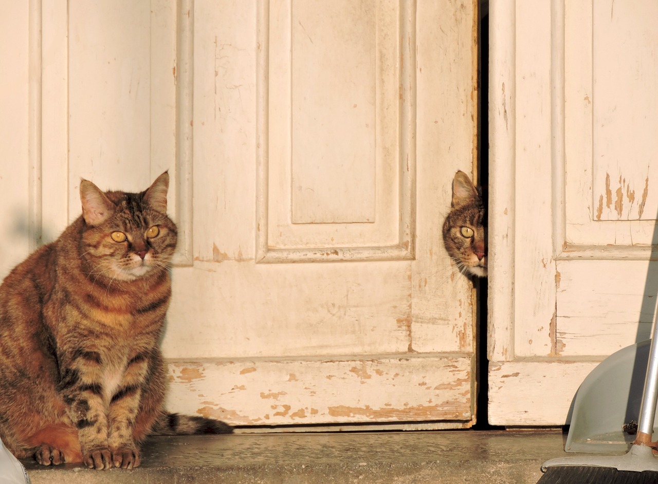 Feliway