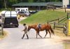 Tips voor het kopen van paardenspullen online